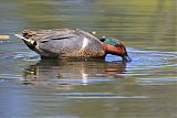 Green-winged Tealborder=